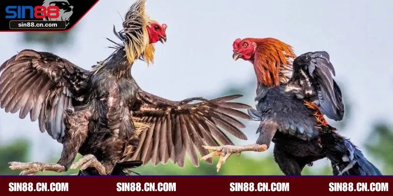 Giải đá gà uy tín mang đến cho anh em trải nghiệm hấp dẫn, an toàn